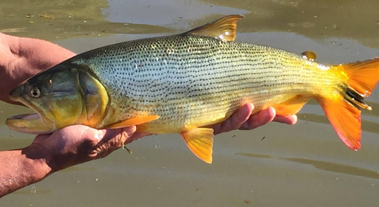 Pesca amadora no Pantanal - Dourado (Salminus brasiliensis)