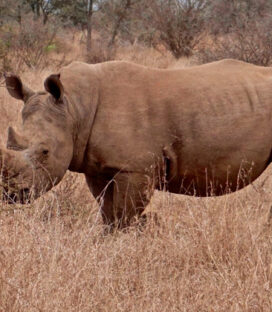 Caça e Conservação da Fauna na África: Como a Caça Regulamentada Está Salvando Animais da Extinção