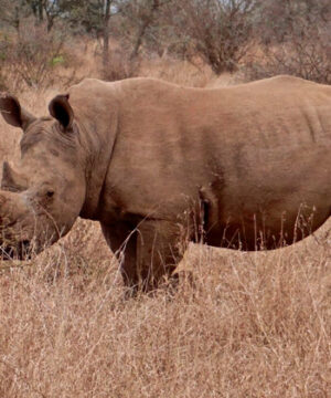 Caça e Conservação da Fauna na África: Como a Caça Regulamentada Está Salvando Animais da Extinção