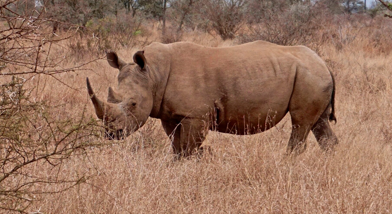 Caça e Conservação da Fauna na África: Como a Caça Regulamentada Está Salvando Animais da Extinção