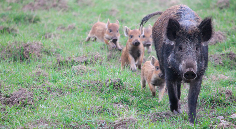 Uma única javalina pode gerar até 16 filhotes por ano