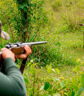 Poucos javalis abatidos no Brasil? Os dados desmentem esse mito