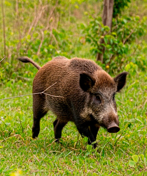 Poucos javalis abatidos? Os dados desmentem esse mito no Brasil