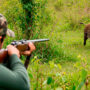 Poucos javalis abatidos? Os dados desmentem esse mito no Brasil