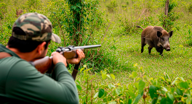 Poucos javalis abatidos? Os dados desmentem esse mito no Brasil
