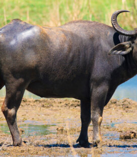 Como Resolver o Problema dos Búfalos de Rondônia (Amazônia): Soluções Sustentáveis e Viáveis