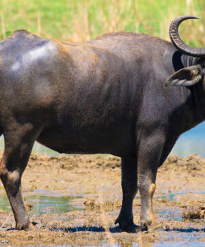 Como Resolver o Problema dos Búfalos de Rondônia (Amazônia): Soluções Sustentáveis e Viáveis