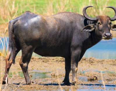 Como Resolver o Problema dos Búfalos de Rondônia (Amazônia): Soluções Sustentáveis e Viáveis