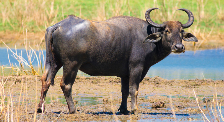 Como Resolver o Problema dos Búfalos de Rondônia (Amazônia): Soluções Sustentáveis e Viáveis